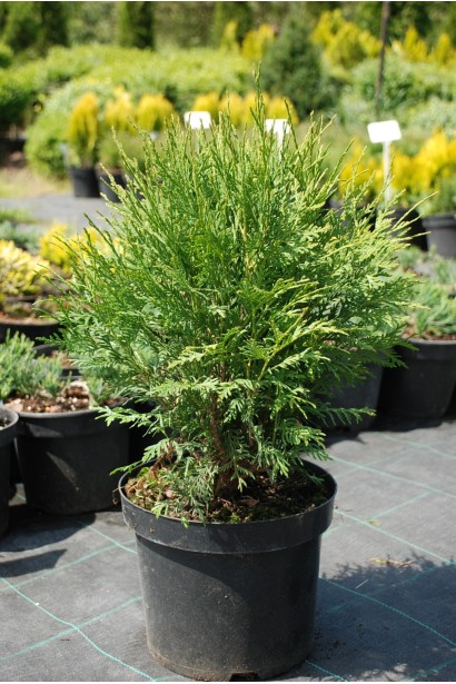 Туя західна Літл Чемпіон - 5л/вис.40-50см/Ø30-40см